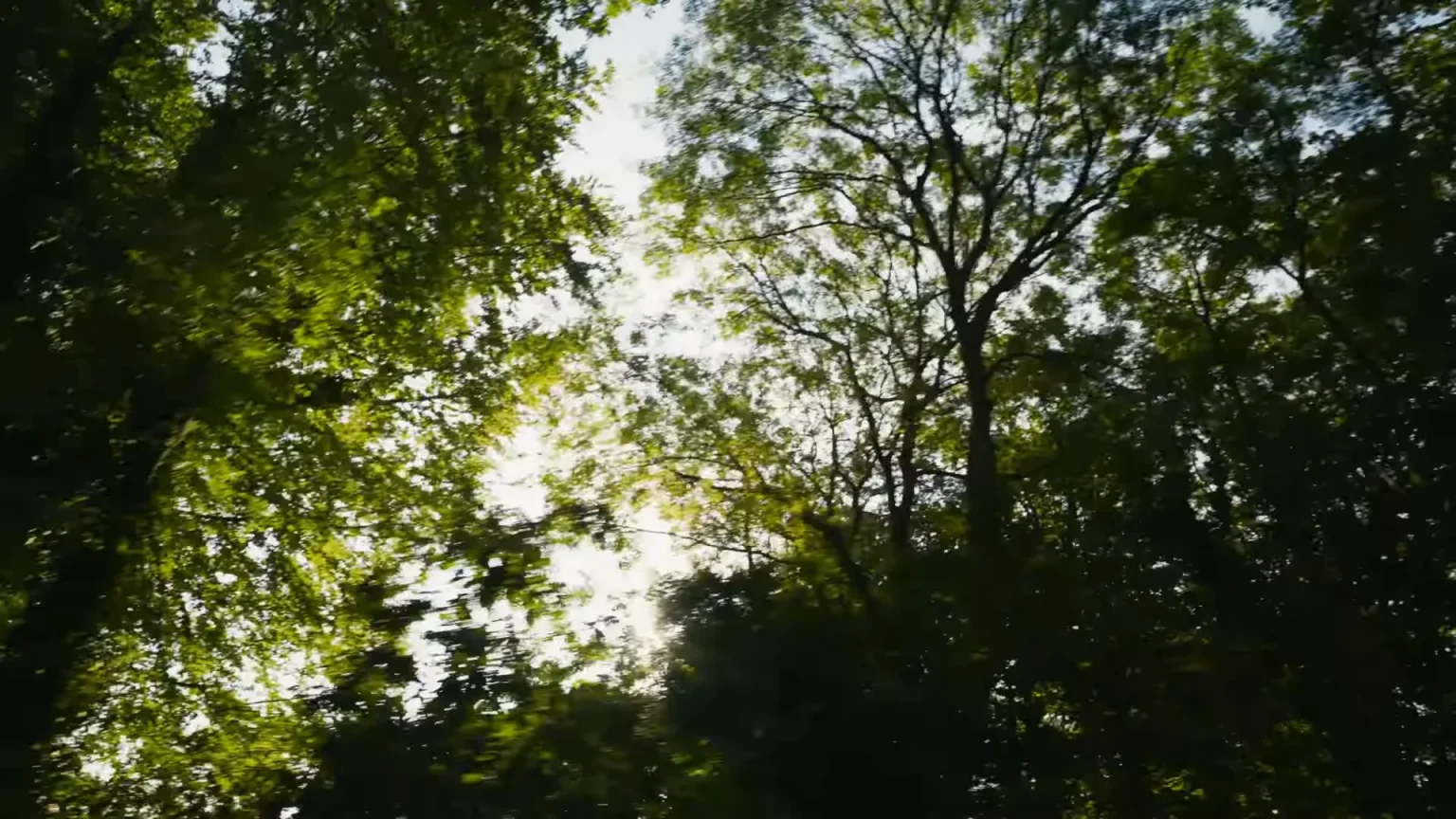 Route boisée menant au Domaine de Locguénolé